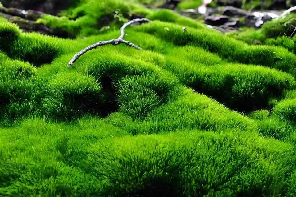 Mood Moss - 5 Square Feet