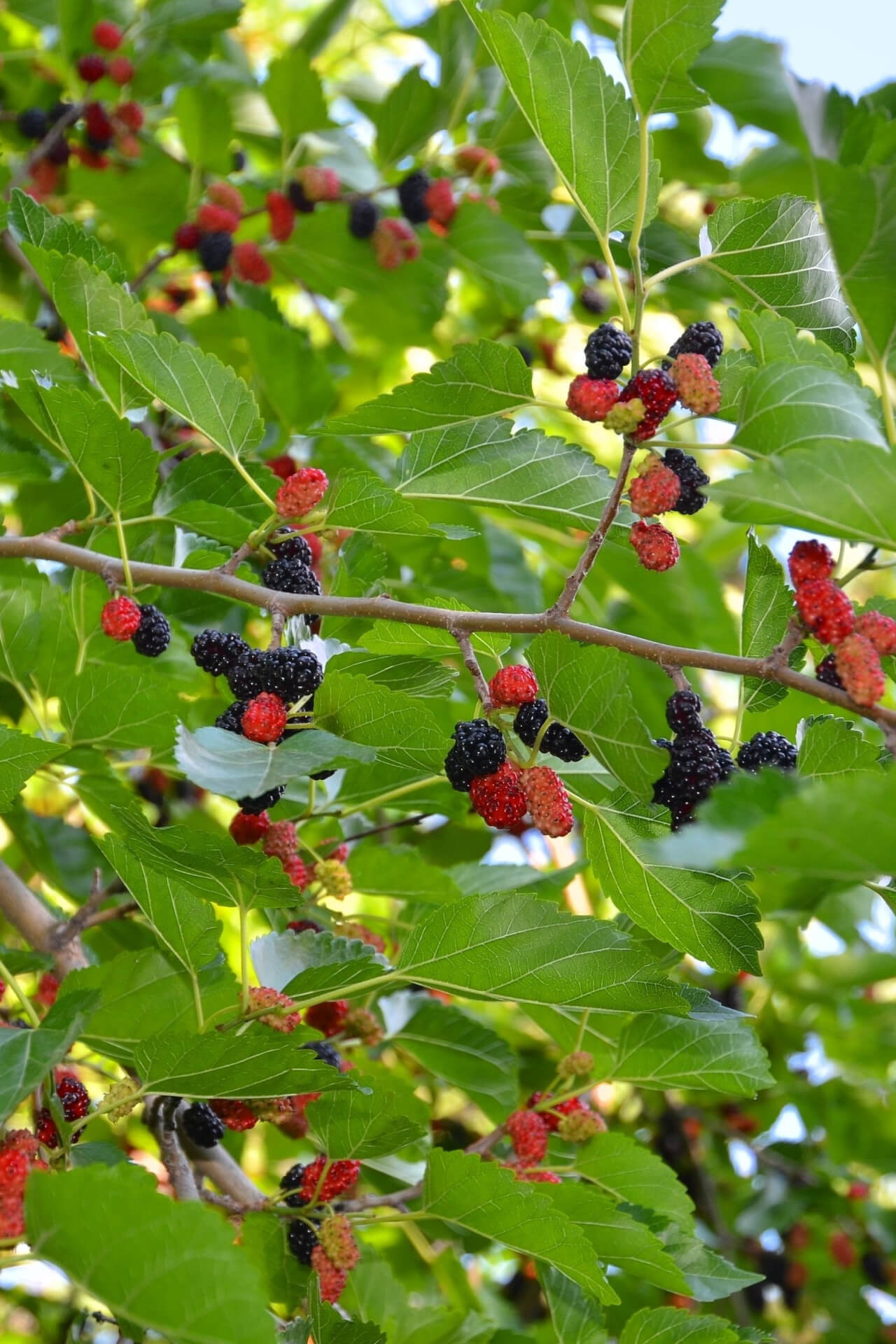 Mulberry Tree