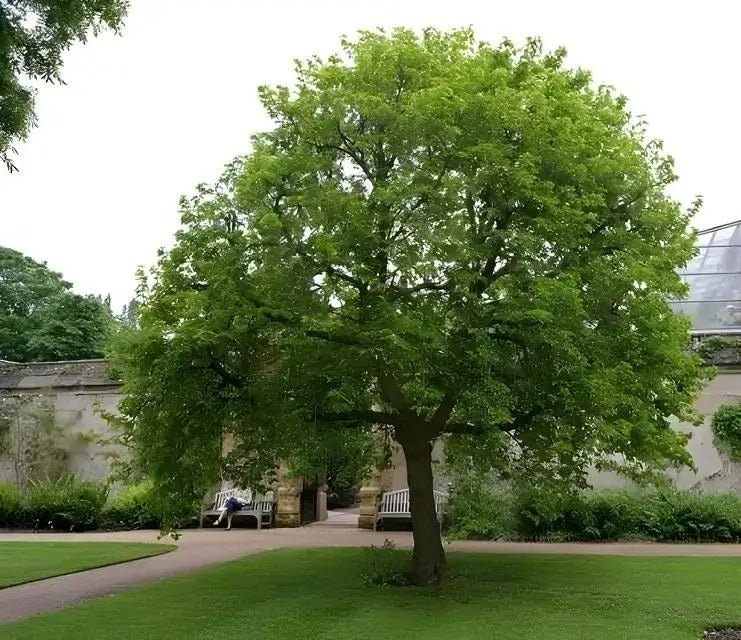 Mulberry Tree