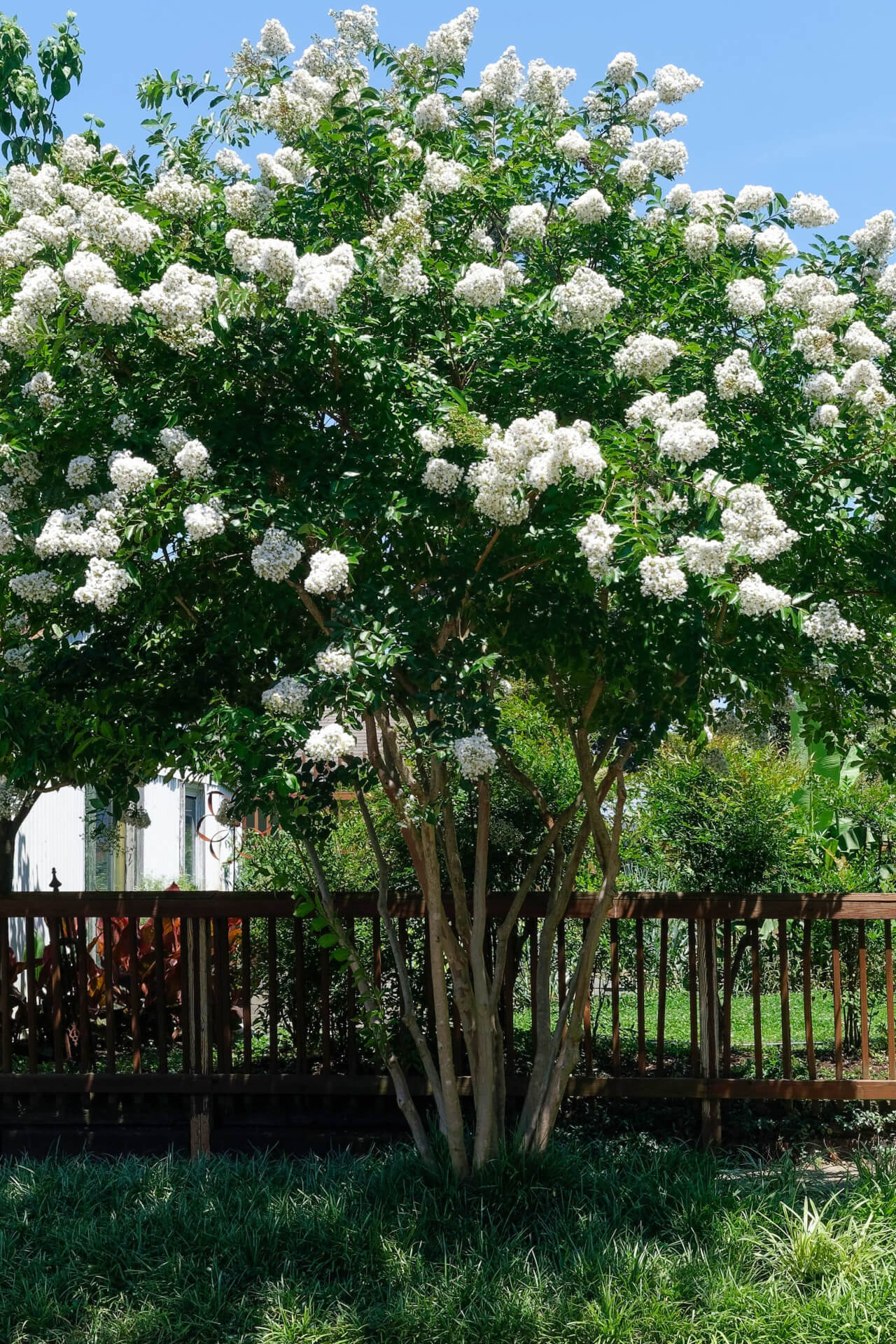 Natchez Crepe Myrtle