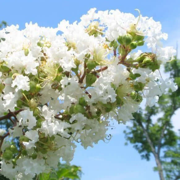 Natchez Crepe Myrtle