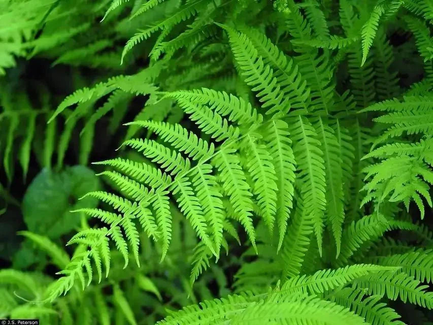 New York Fern