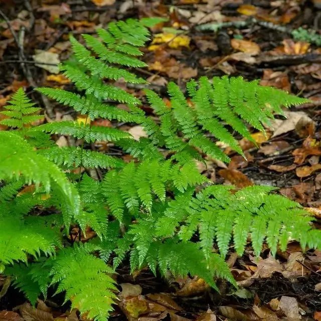 New York Fern