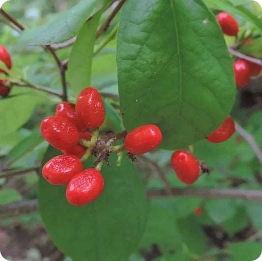 Northern Spice Bush