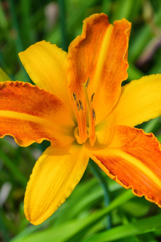 Orange Daylily