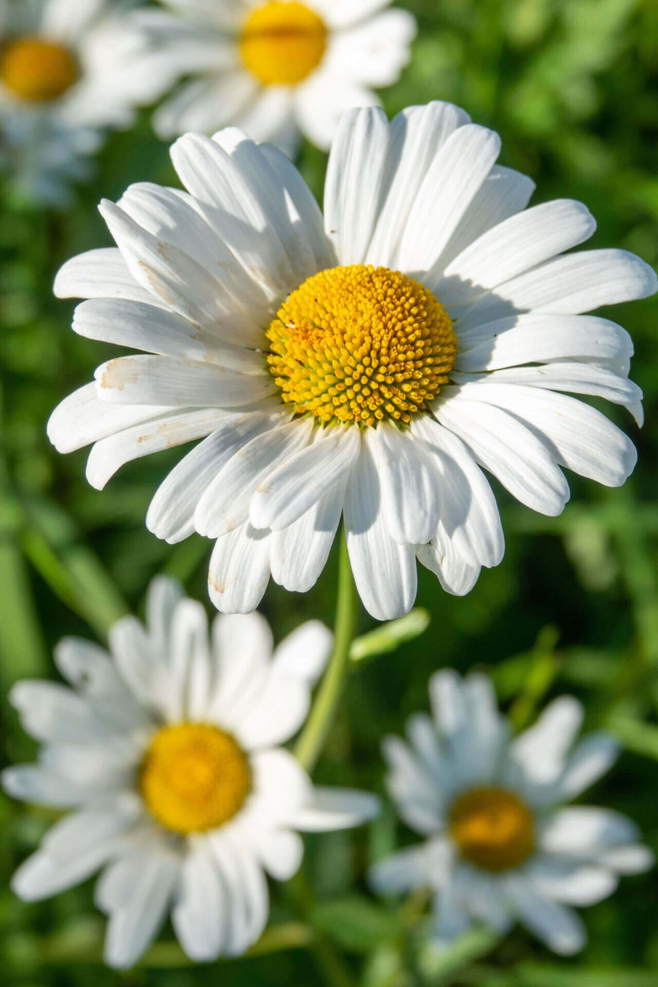 Oxeye Daisy