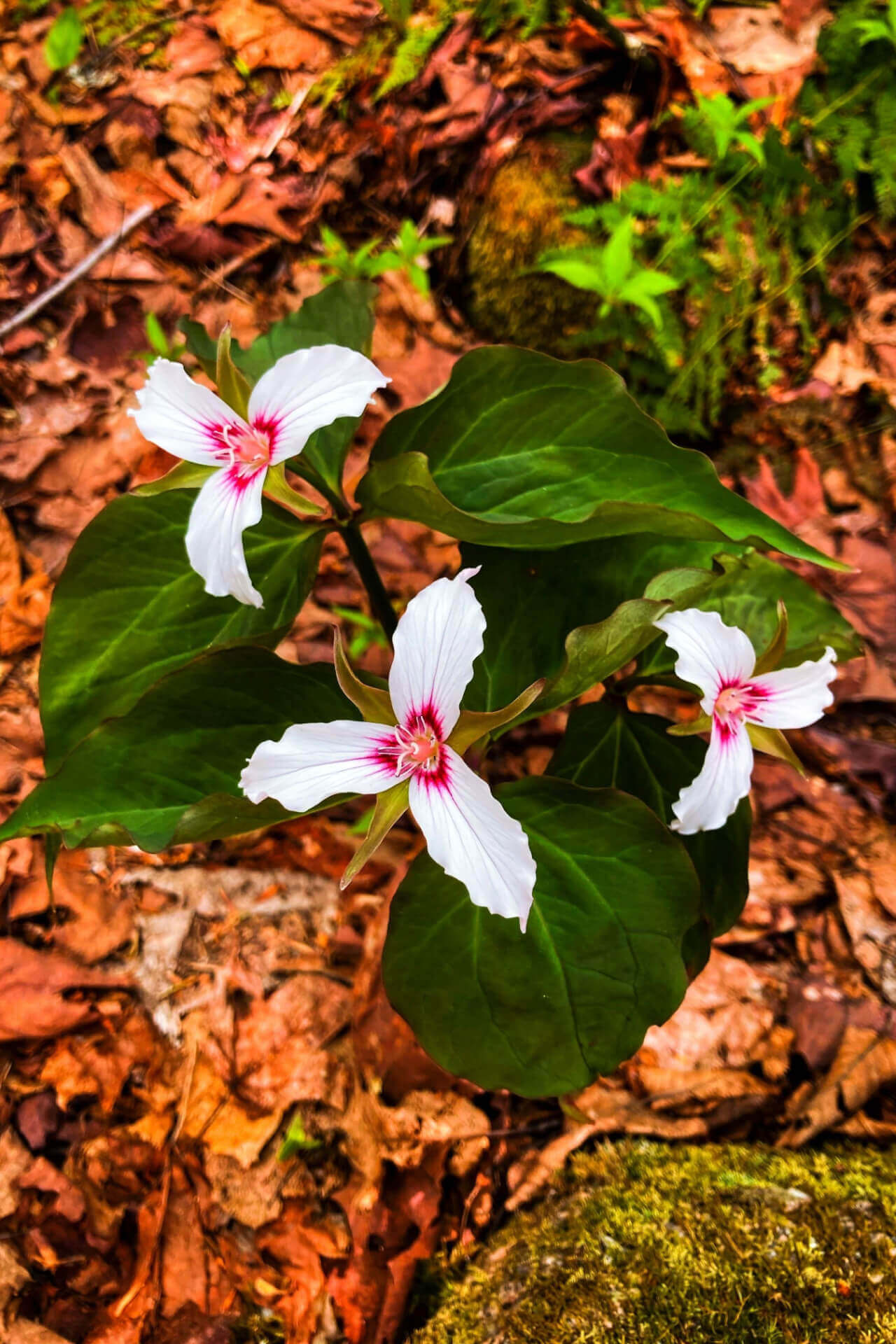 Painted Trillium