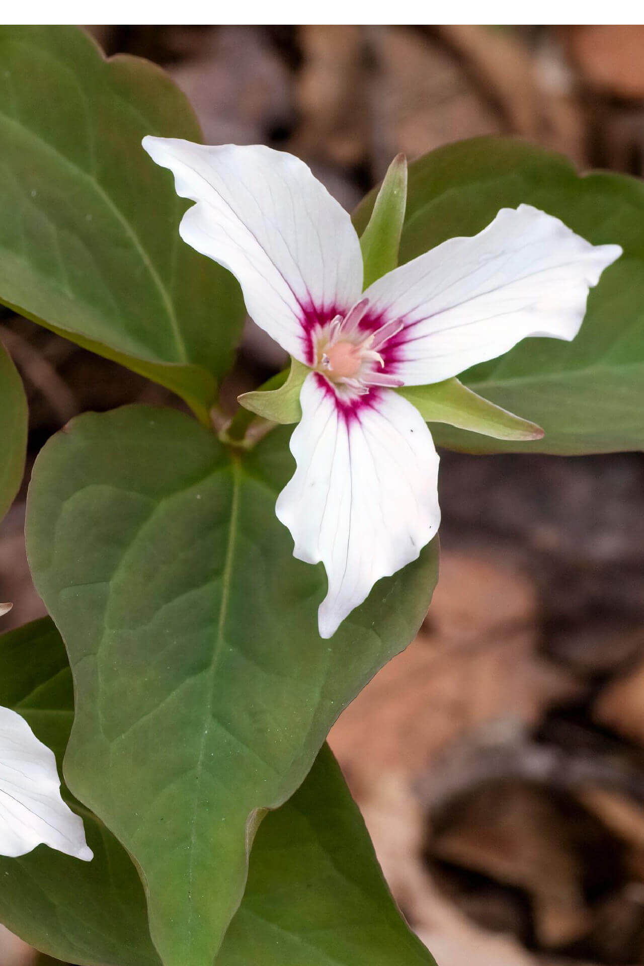 Painted Trillium