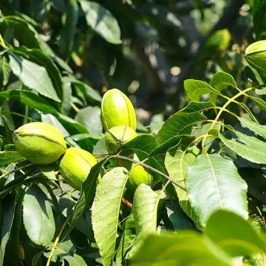 Pecan Tree