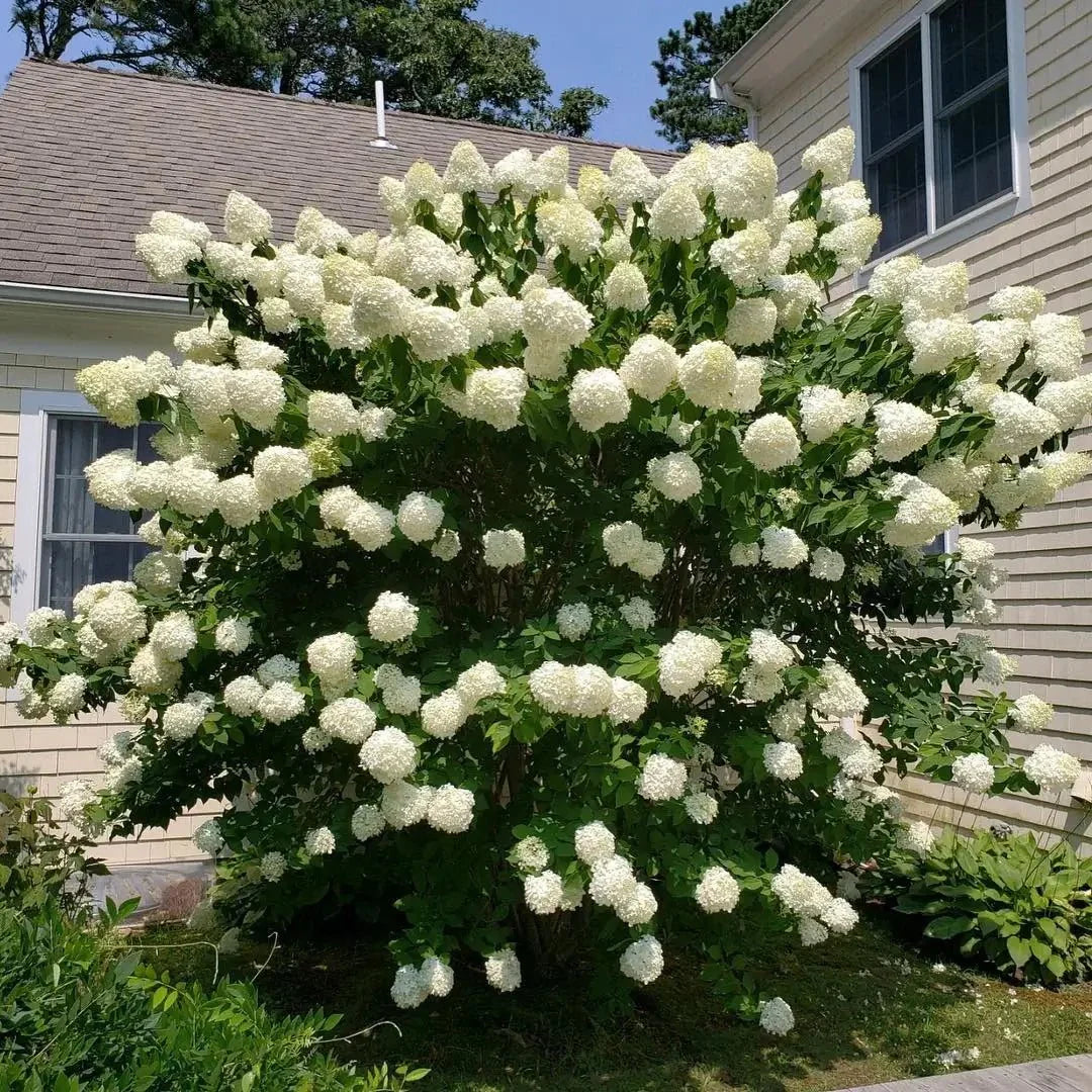 Pee Gee Hydrangea