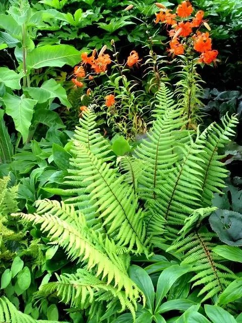 Perennials & Ferns - 50 Plants