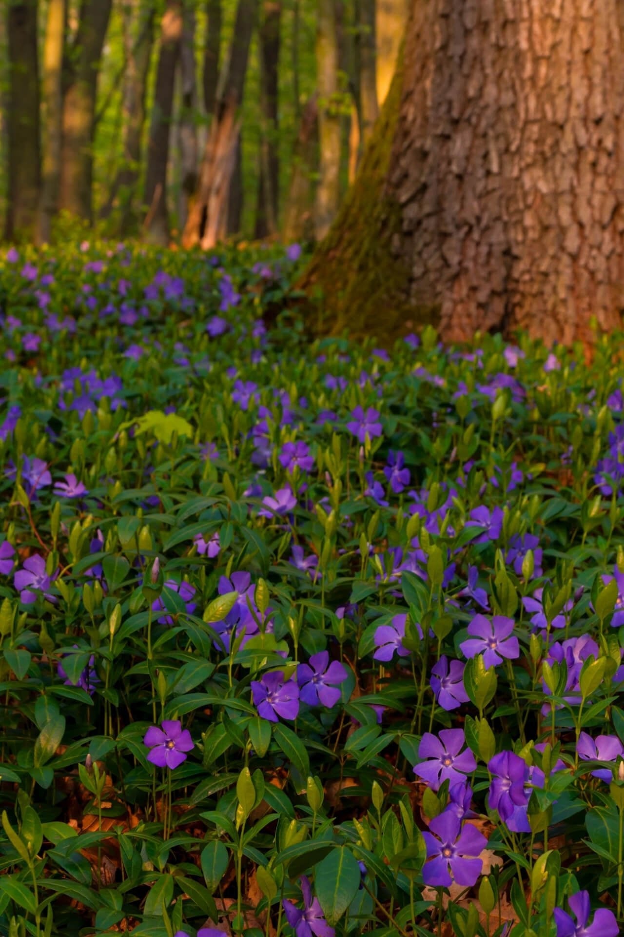 Perennials Package - 10 Plants