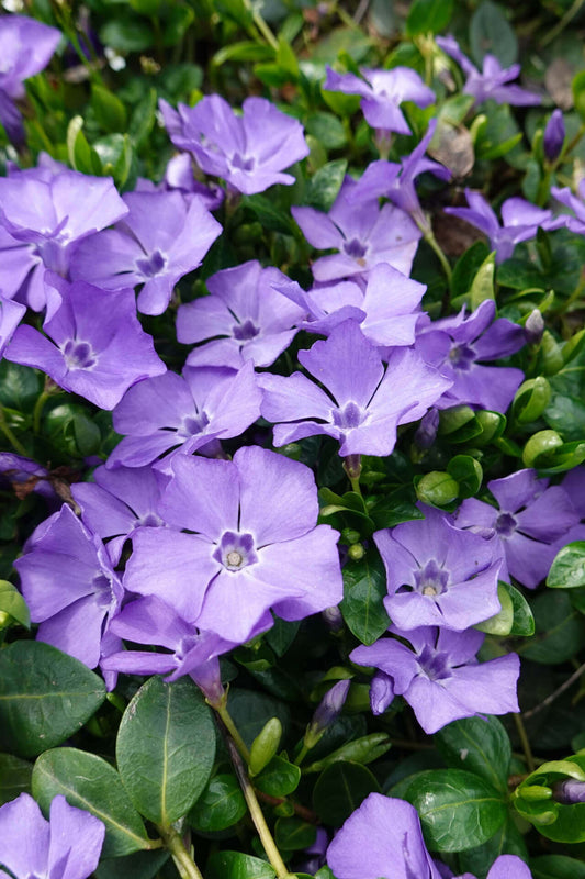 Periwinkle Plant