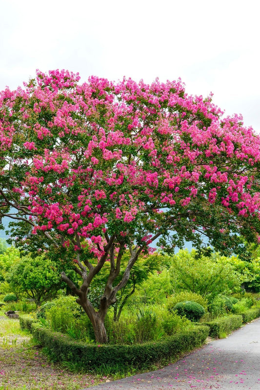 Pink Crepe Myrtle