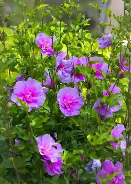 Pink Hibiscus