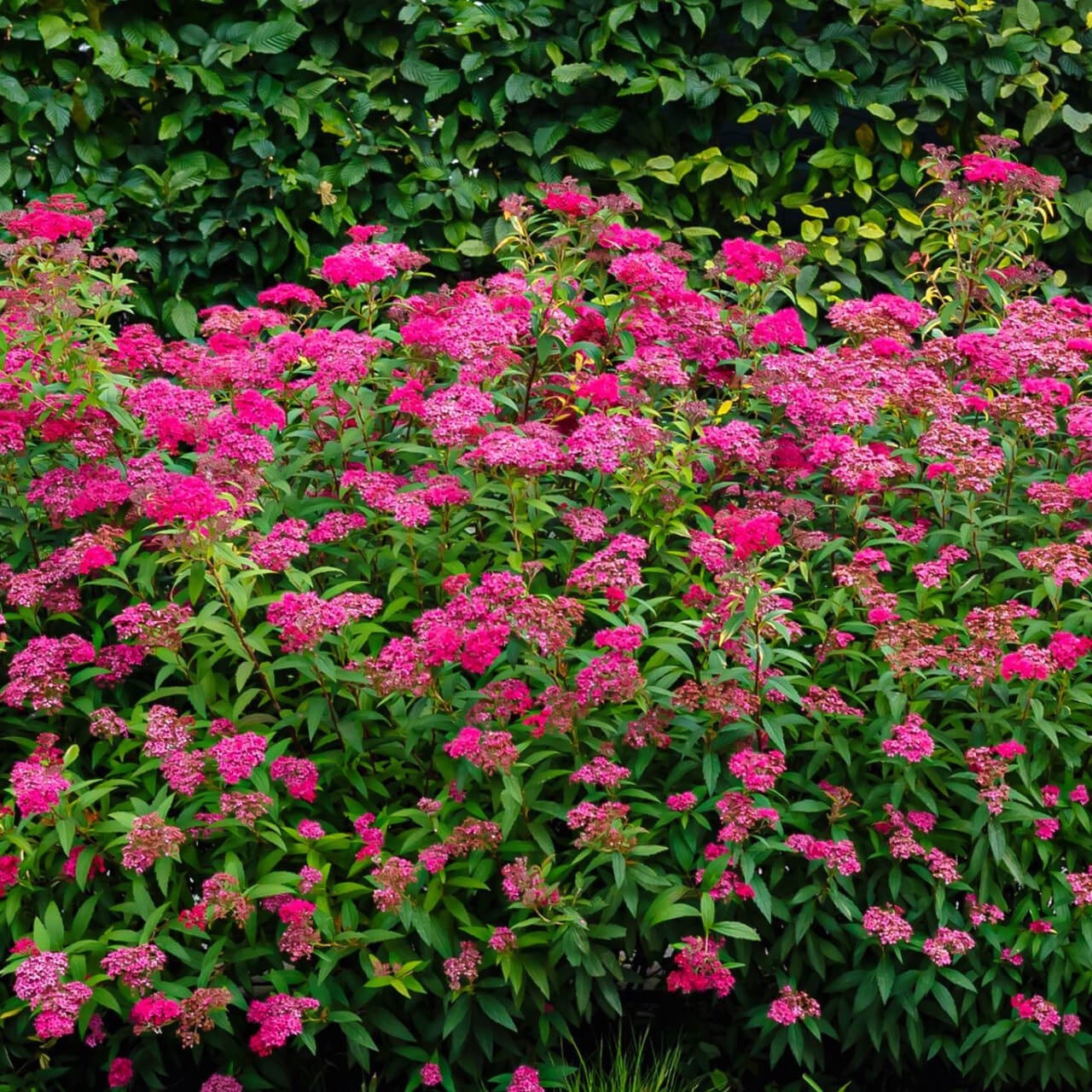 Pink Spirea