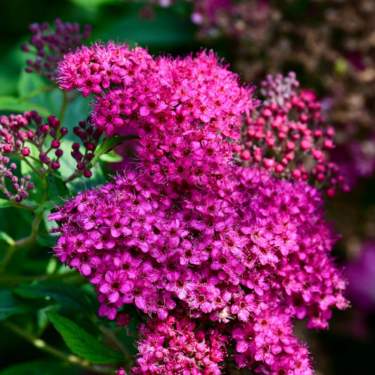 Pink Spirea