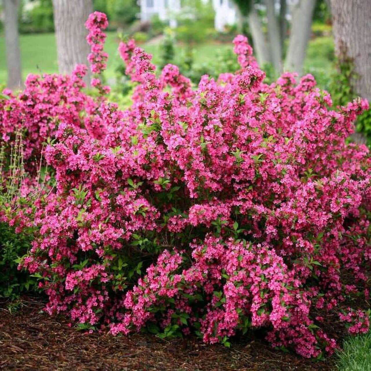 Pink Weigela