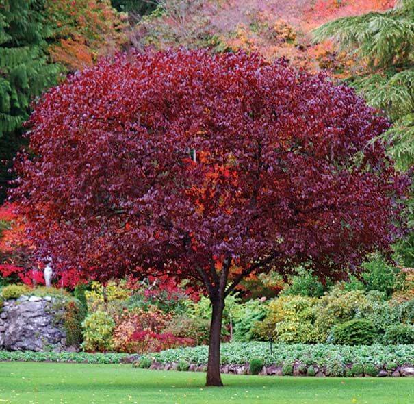 Plum Trees