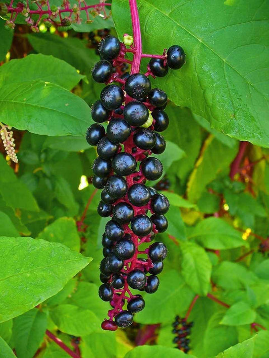 Pokeberry