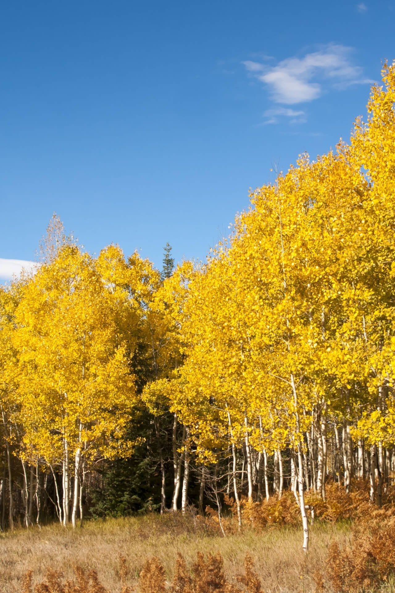 Quaken Aspen (Lombardy Poplar)