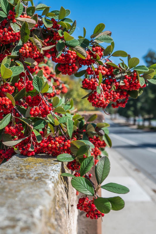 Red Chokeberry