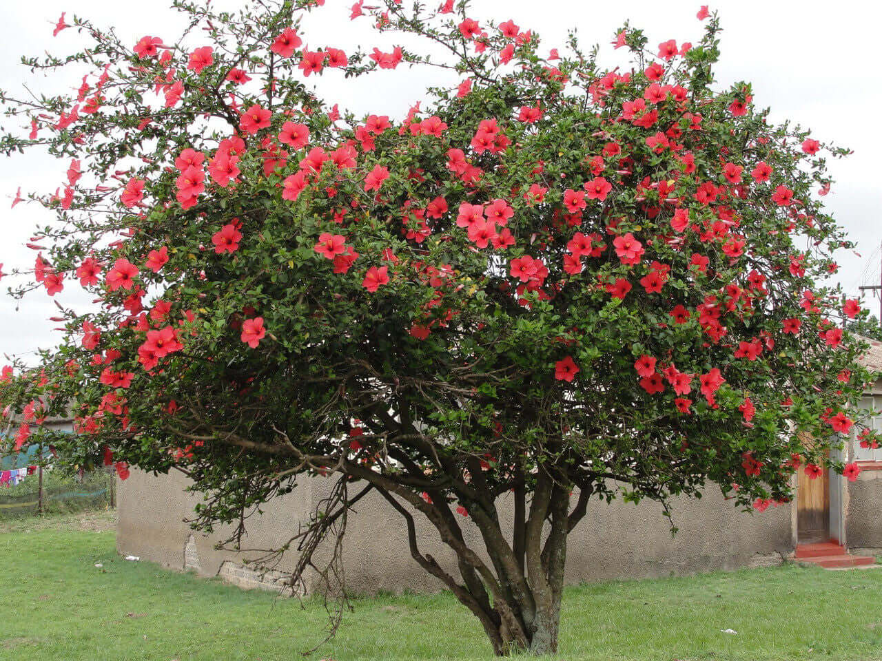 Red Hibiscus