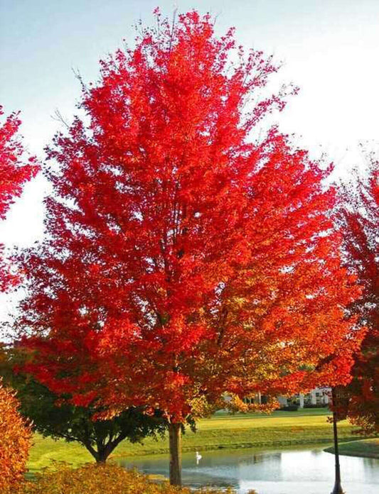 Red Maple Live Stakes - Package of 25