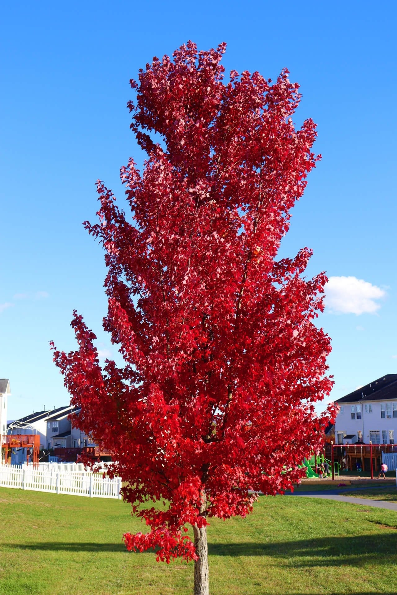 Red Maple Tree