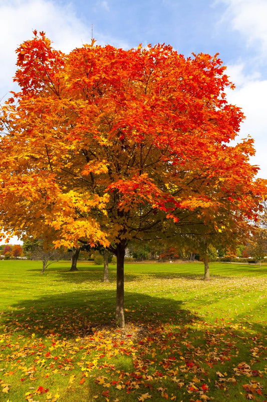 Red Oak Tree