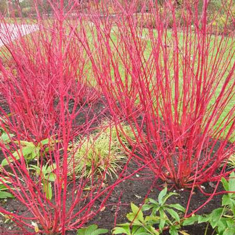 Red Osier Dogwood