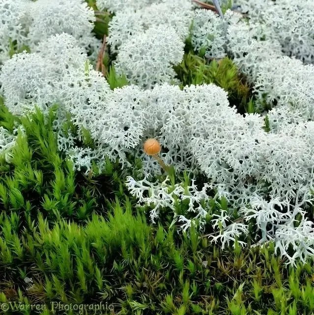 Reindeer Moss - 5 Square Feet