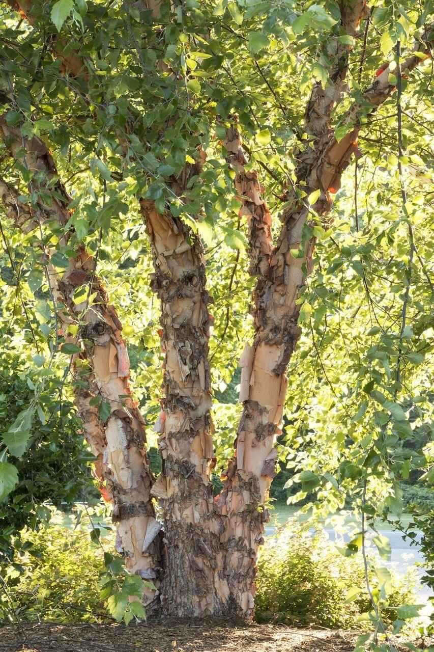 River Birch Live Stakes - Package of 25