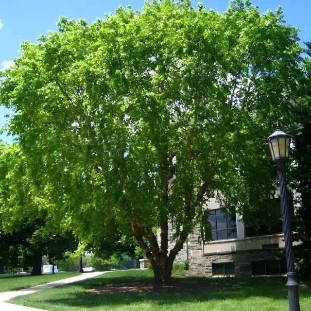 River Birch Tree