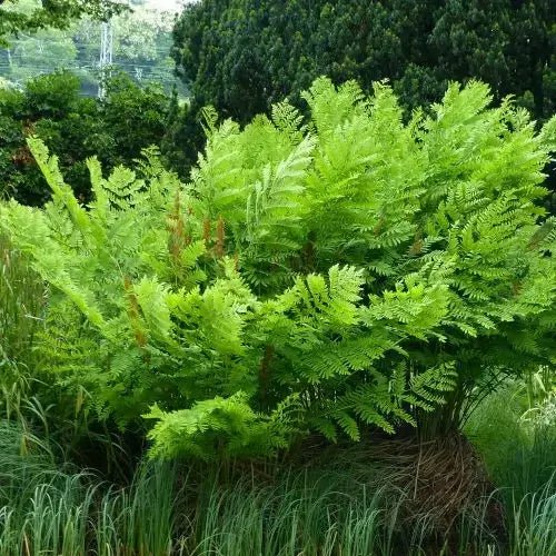 Royal Fern