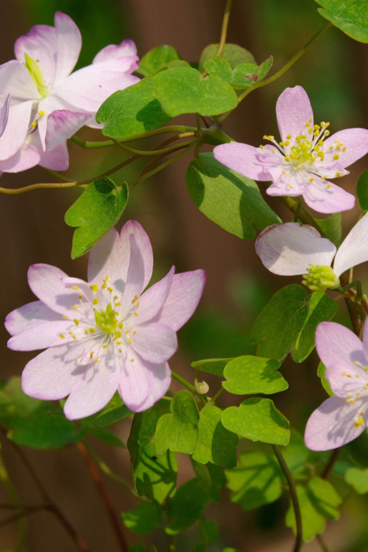 Rue Anemone