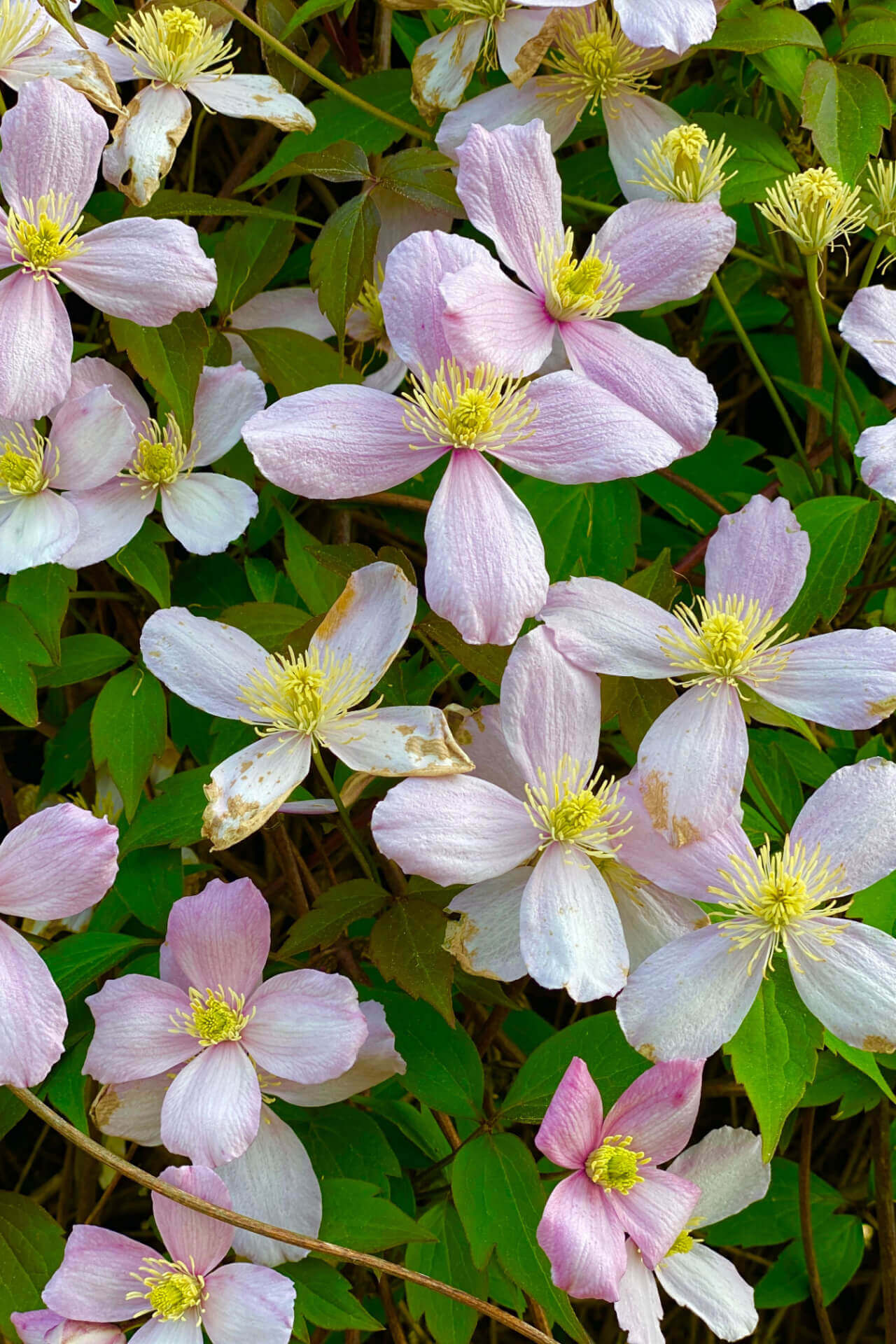 Rue Anemone