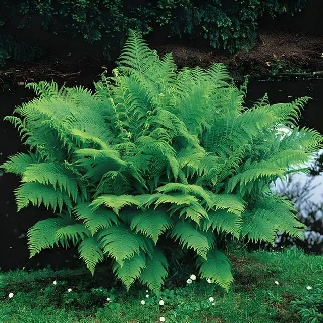 Shade Fern Package - 10 Plants