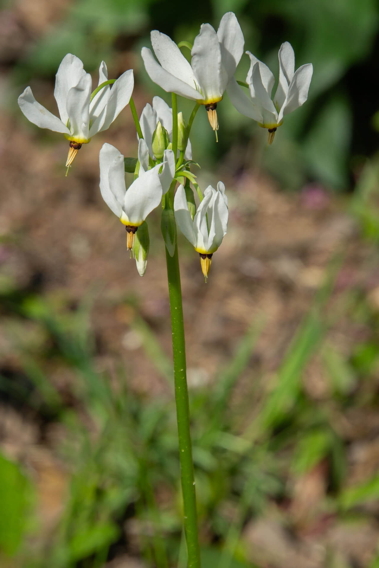 Shooting Star Plant