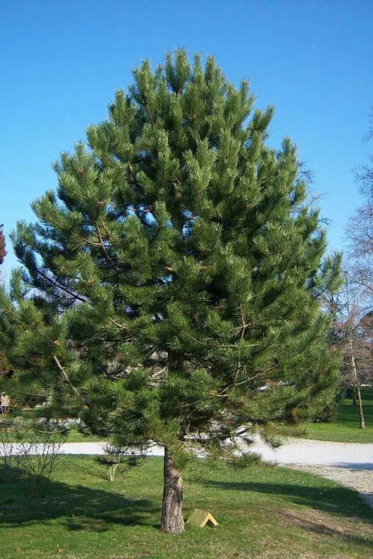 Shortleaf Pine