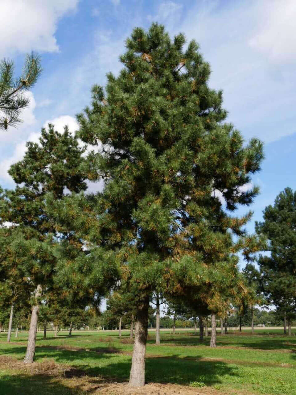 Shortleaf Pine