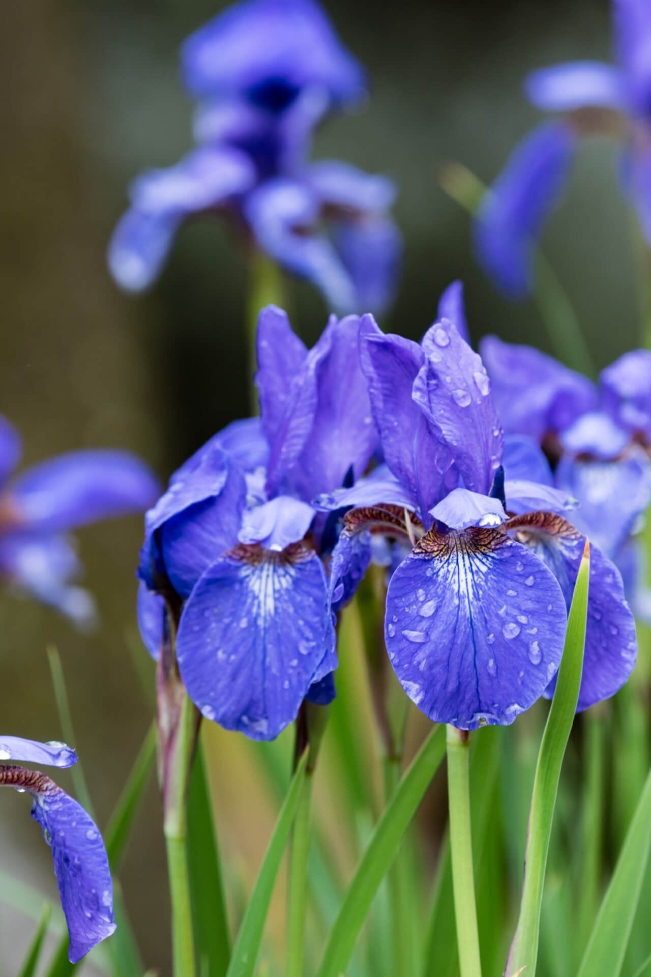 Siberian Iris