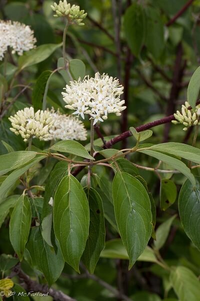 Silky Dogwood