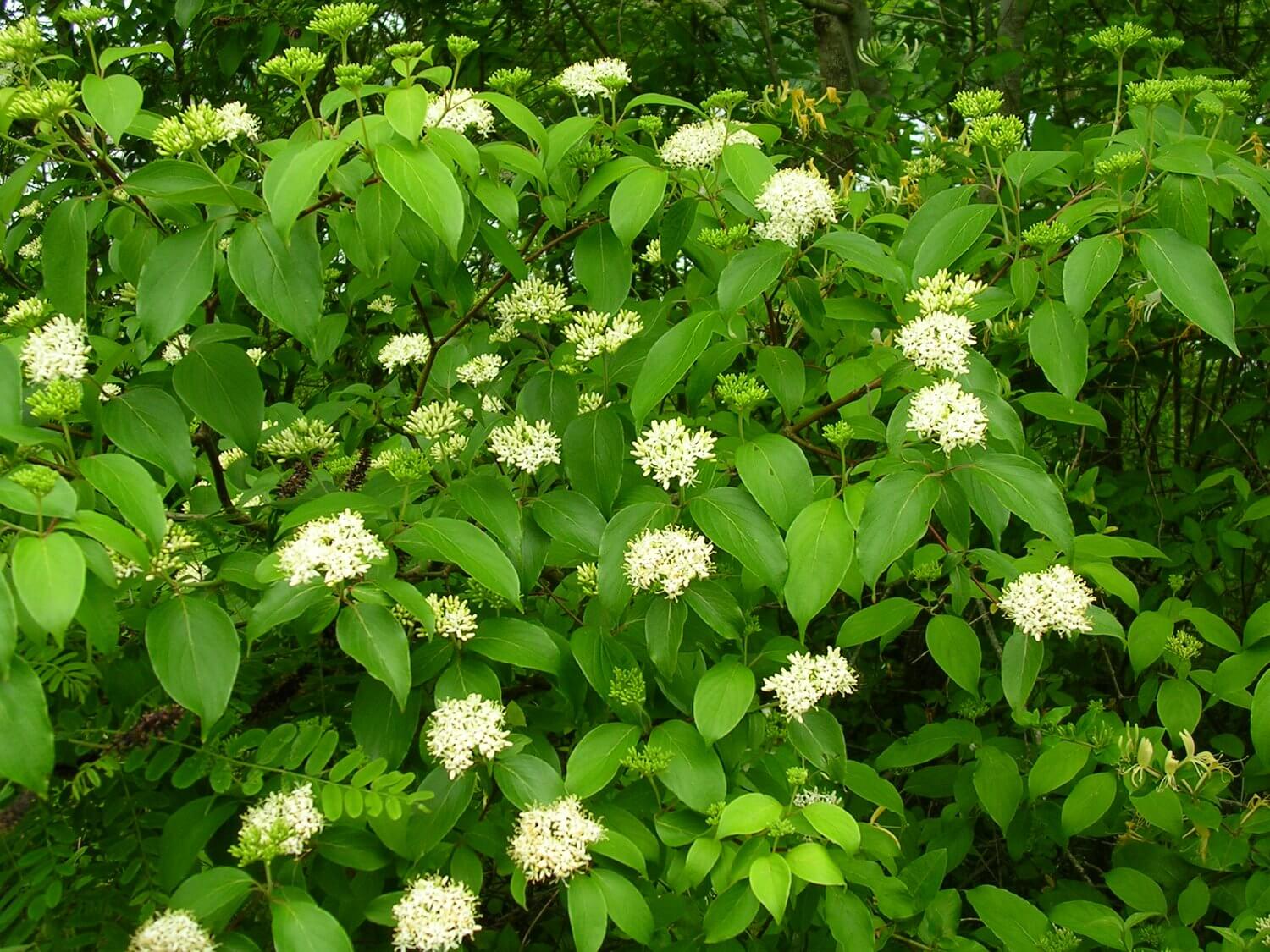 Silky Dogwood