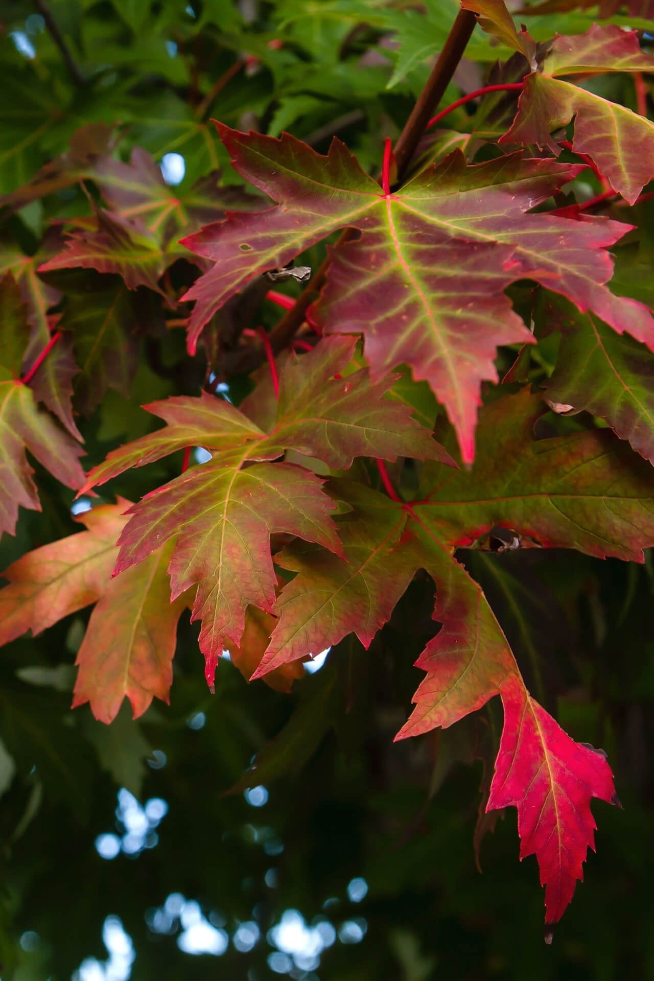 Silver Maple Seedlings - Package of 100