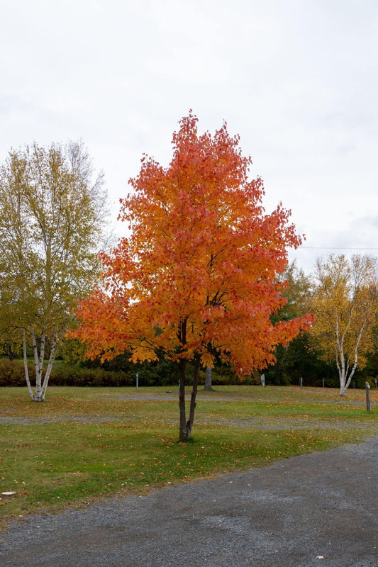 Silver Maple Tree