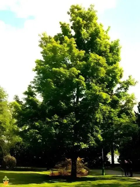 Silver Maple Tree