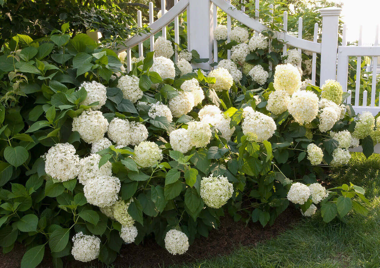 Snow Hill Hydrangea