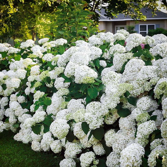 Snow Hill Hydrangea