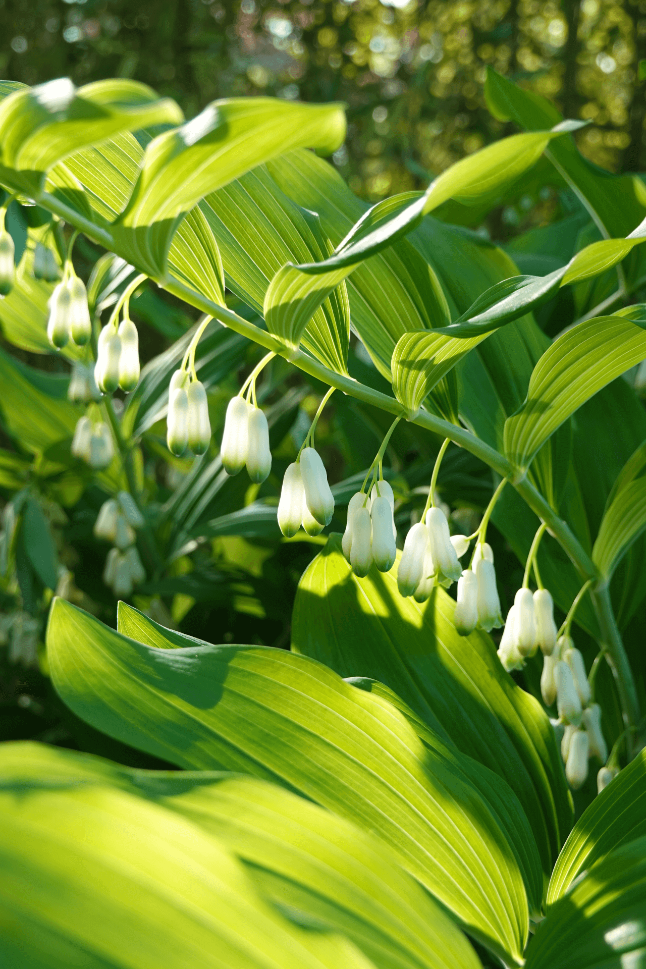 Solomon's Seal Plant